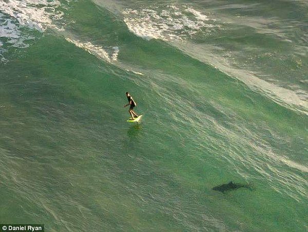 恐怖！澳洲小哥在海中遭鲨鱼紧追不放 无人机拍下“鲨口逃生”瞬间（视频） - 1