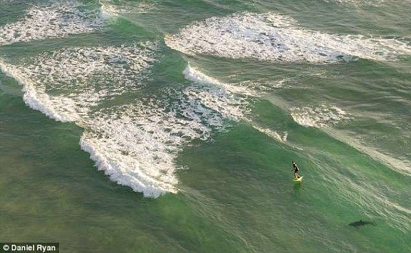 恐怖！澳洲小哥在海中遭鲨鱼紧追不放 无人机拍下“鲨口逃生”瞬间（视频） - 2