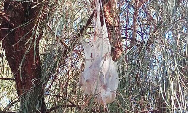 The hiker was talking a stroll through wetlands on Monday afternoon when they came across the massive white sacking hanging from a tree