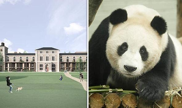 旅英中国大熊猫“破坏”了英国民主？英国人为熊猫撕了起来