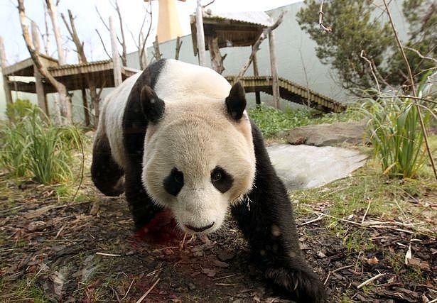旅英中国大熊猫“破坏”了英国民主？英国人为熊猫撕了起来