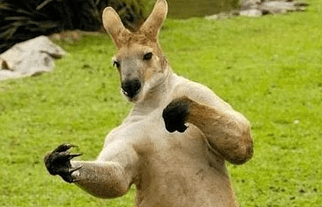 roo 1.png,0