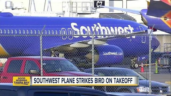 美国西南航空再次出事，波音737客机撞鸟迫降 - 2