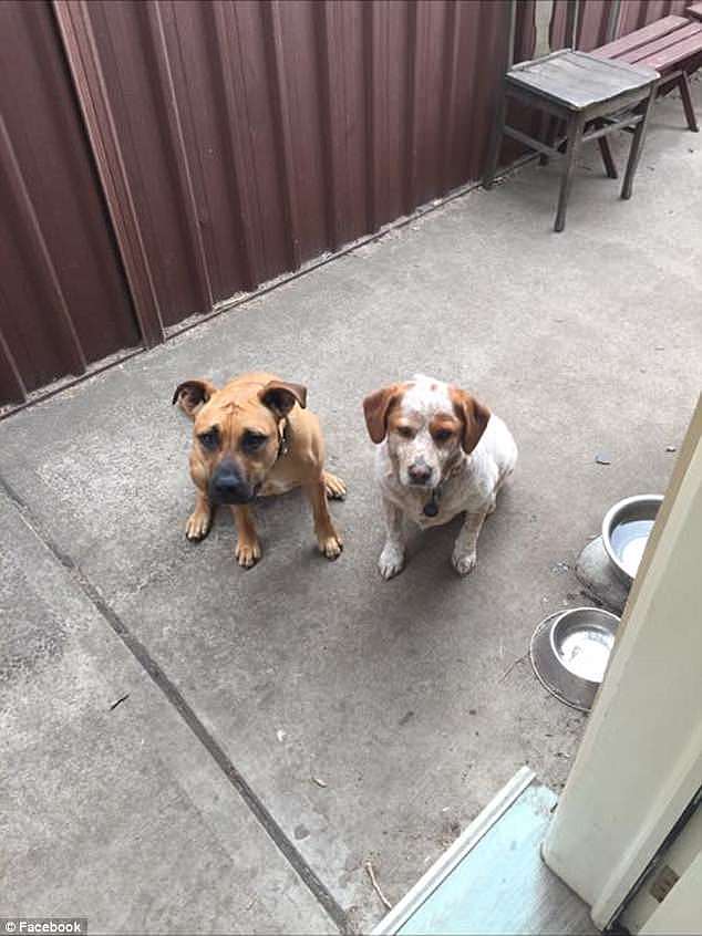 An inner western Sydney resident has shared a shocking account of the moment he caught a complete stranger attempting to murder his dogs (pictured)