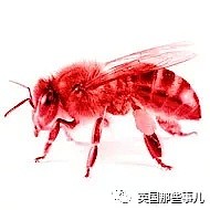 表面工厂主，背地大毒枭…他机关算尽，却栽在了群莫名变红的蜜蜂身上 - 11