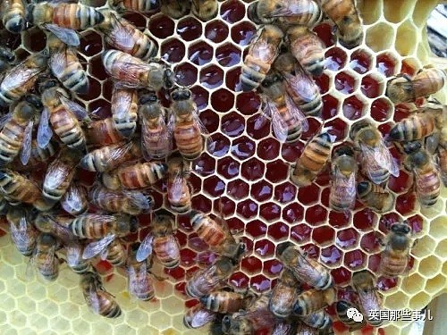 表面工厂主，背地大毒枭…他机关算尽，却栽在了群莫名变红的蜜蜂身上 - 12