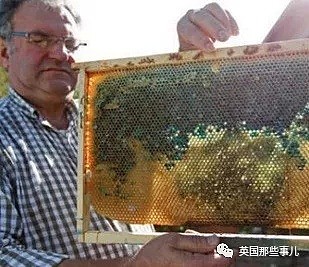 表面工厂主，背地大毒枭…他机关算尽，却栽在了群莫名变红的蜜蜂身上 - 15