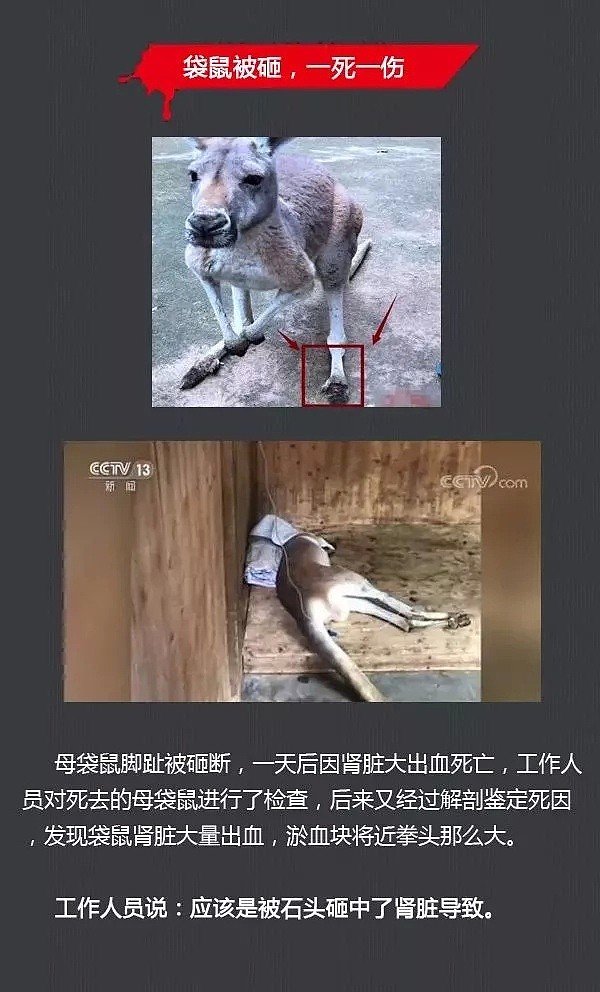 澳媒震怒：袋鼠在中国动物园被活活砸死，只因游客取乐！丢的不只是华人脸，简直把全人类的脸都丢光了！ - 1