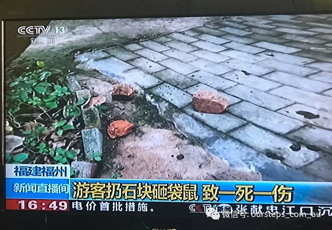 澳媒震怒：袋鼠在中国动物园被活活砸死，只因游客取乐！丢的不只是华人脸，简直把全人类的脸都丢光了！ - 2