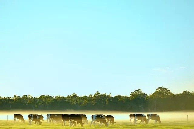 澳股分析｜“婴幼儿奶粉”概念助推股价暴涨70%，Australian Dairy Farms 背后是否有“真材实料”？ - 5