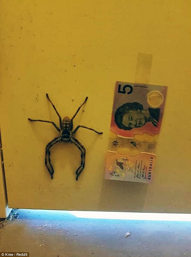 An image taken in South Australia highlights the size of a huntsman spider taking refuge in a public toilet stall