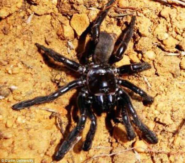 4B9E6D9300000578-0-A_remarkable_trapdoor_spider_discovered_in_Western_Australia_cou-m-14_1524846230718.jpg,0