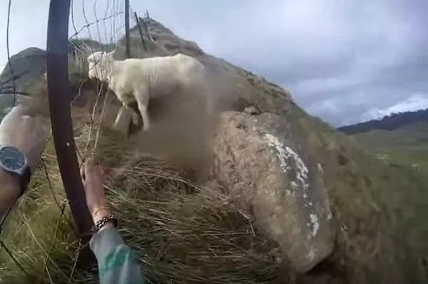新西兰一只呆萌绵羊头卡栅栏，好心人出手相救，结果哈哈哈哈哈哈 - 1