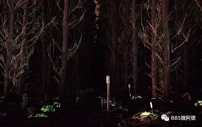 美呆了！澳洲有一片会发光的秘境森林！堪比阿凡达之森！只有这个季节才会出现！！ - 20