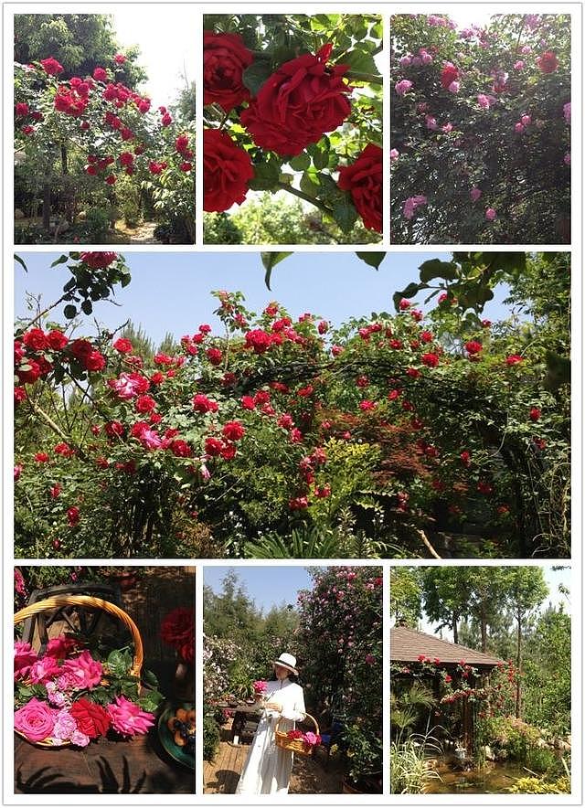 杨丽萍拿鲜花饼请客，在私家花园挎竹篮采花，简直美如仙女！