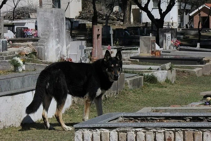 主人去世，忠犬随之一夜消失，11年后真相大白：“我愿一生孤独，唯有爱你如初” - 11