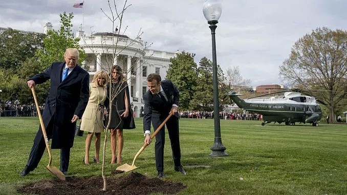 特朗普与马克龙在白宫亲手种的友谊树，5天后神秘“消失”，只因...... - 2