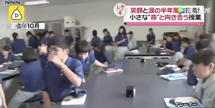 亲手杀掉并吃下自己养大的小鸡，日本学生们的一堂生命课程，引起了巨大争议... - 4