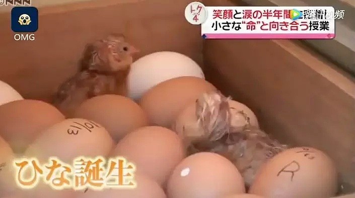 亲手杀掉并吃下自己养大的小鸡，日本学生们的一堂生命课程，引起了巨大争议... - 8