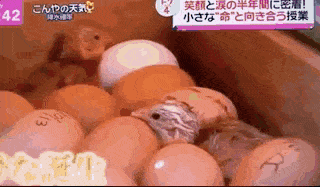 亲手杀掉并吃下自己养大的小鸡，日本学生们的一堂生命课程，引起了巨大争议... - 9
