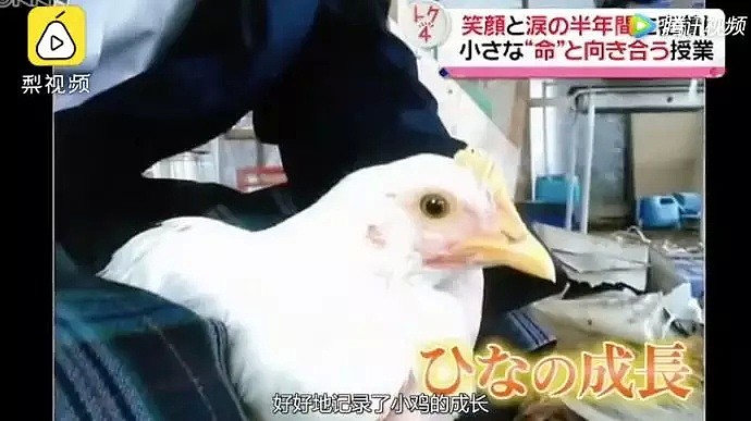 亲手杀掉并吃下自己养大的小鸡，日本学生们的一堂生命课程，引起了巨大争议... - 16