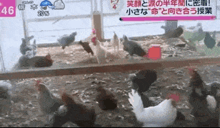 亲手杀掉并吃下自己养大的小鸡，日本学生们的一堂生命课程，引起了巨大争议... - 17