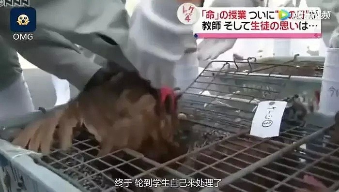 亲手杀掉并吃下自己养大的小鸡，日本学生们的一堂生命课程，引起了巨大争议... - 23