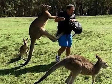 因为一根胡萝卜，大量游客在澳著名景点被狂殴，脸缝17针！凶手太残暴！ - 21