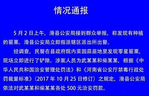 河南县政府院内惊现罂粟花，官方：临时工误种，已开除并罚款 - 2