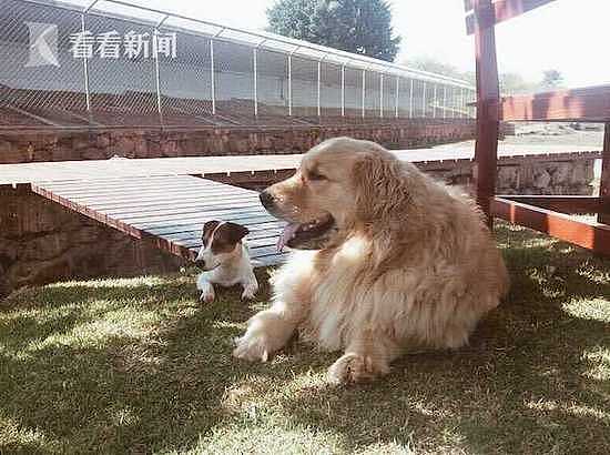 巴西第一夫人跳湖救爱犬 特工袖手旁观被解职