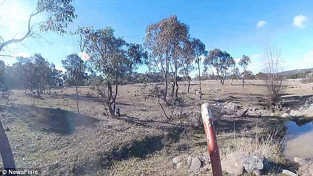 Footage of a farmer charging onto his property brandishing a big stick and chasing off wild dogs viciously attacking a kangaroo has been posted online