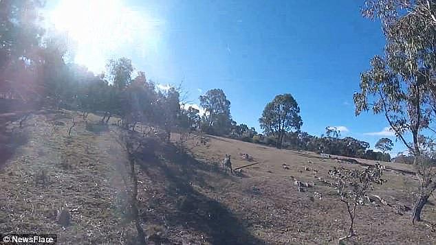 Filmed in Girilambone, NSW, the farmer, going by the username The AussieIcon on Newsflare rushes a wild dog as it goes in for the kill, hitting it with a large stick and sending it scurrying off whimpering