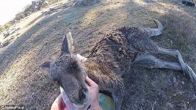 When he turns his attention to the kangaroo it's clear the animal is injured, it tries to hop away but it looks like its back left leg is injured and it can't stand on it