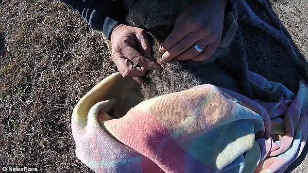 Surprisingly once the kangaroo realises it is't in anymore danger it calms down, even letting the man pat him and search for wounds, finding two deep lacerations on its neck