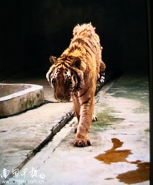 吓人！桂林发生老虎咬死人事件，被咬者是一名50多岁的男饲养员
