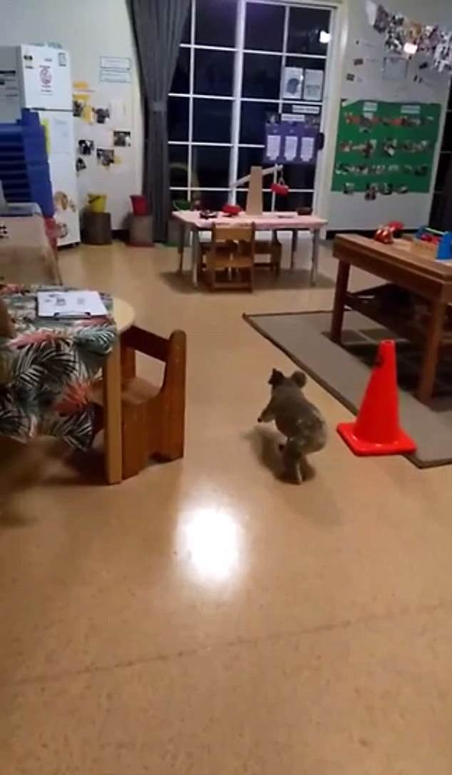 Lead educator Caroline Horsfall captured the moment the koala wandered into the kindergarten classroom on her phone and posted it to social media 