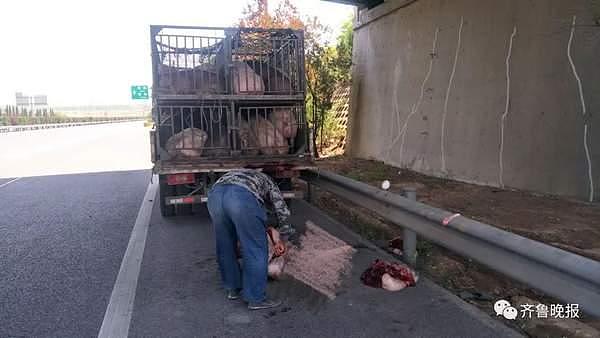 山东一货车司机嫌猪不听话 高速上直接杀猪