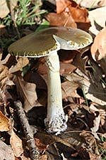 death-cap-mushroom-150x225.jpg,0