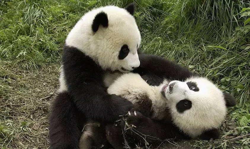 不惜花费上百亿只为看两眼，老外为何对天朝大熊猫如此偏爱？（组图） - 15