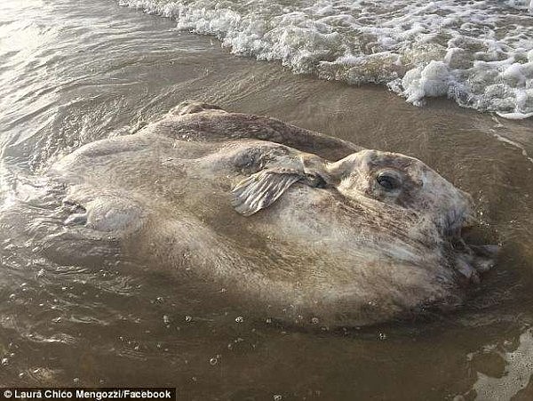 4C503C9E00000578-5735523-A_bizarre_looking_sea_creature_pictured_washed_ashore_on_an_isla-a-62_1526470312797.jpg,0