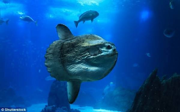 4C503C4C00000578-5735523-Locals_explained_they_had_seen_a_few_sunfish_pictured_which_weig-a-61_1526470312744.jpg,0
