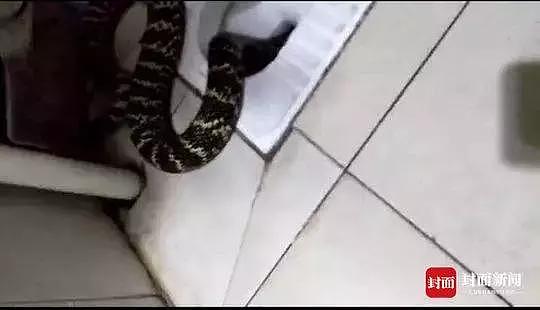 最担心的事发生了！家中蹲便器内突然冒出一条大蛇……吓哭！