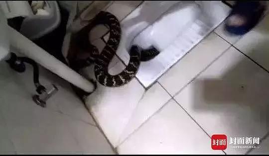 最担心的事发生了！家中蹲便器内突然冒出一条大蛇……吓哭！