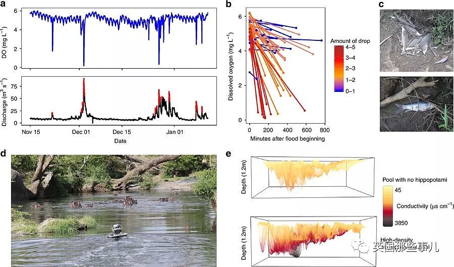 鱼群离奇死亡,他们查了3年:都是被河马便便憋！死！的！（组图） - 13