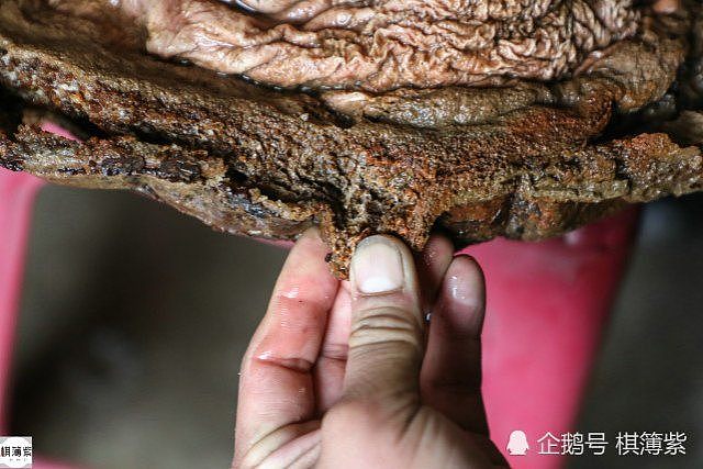 中国农民捡“胶状物”养蛤蟆 结果竟是百万宝贝（组图） - 8
