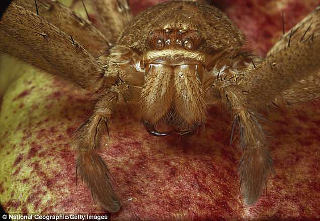 The motorist claims he saw the spider crawl across his windscreen last week and was aware it was in the car