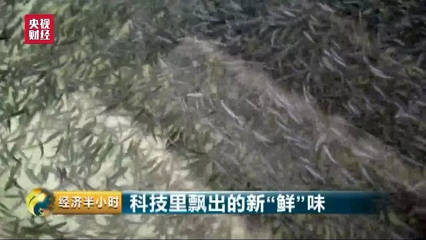 万万没想到！中国最大的三文鱼养殖场竟然在青藏高原（组图） - 3