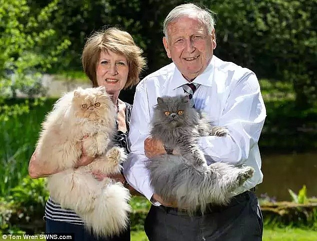 当年因为妻子养了10只猫而离婚，几十年后妻子养了40只猫，这对夫妻却复婚了（组图） - 12