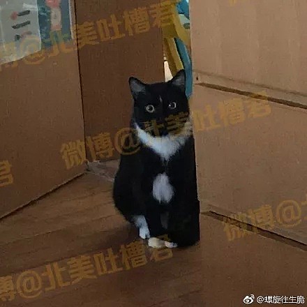 “你养的猪真可爱！” “这tm是猫！！猫！！” - 6