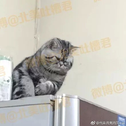 “你养的猪真可爱！” “这tm是猫！！猫！！” - 17